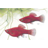 Platka - Zmienniak Plamisty - Xiphophorus maculatus